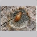 Megatoma undata - Kaeferlarve 04 6mm.jpg